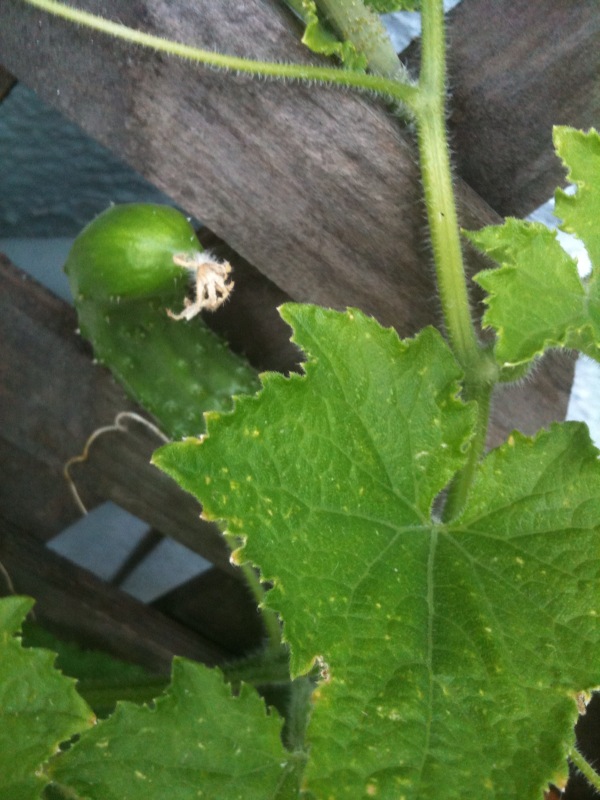 Our cucumber plants -- and one curving cuke!